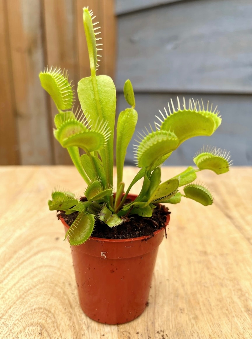 Venus Fly Traps